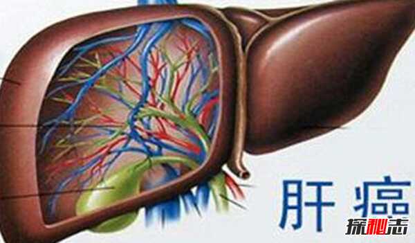 世界十大最忠实的动物 短吻鳄上榜,考拉排名第四