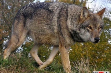 狼族战斗力排行榜前十 墨西哥狼性格多疑力量强大