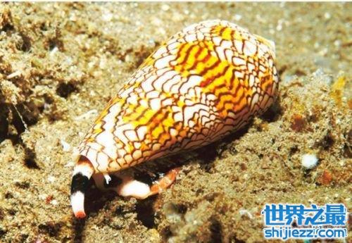 海洋中的肉食动物鸡心螺，外观艳丽毒性可毒死一个成年人