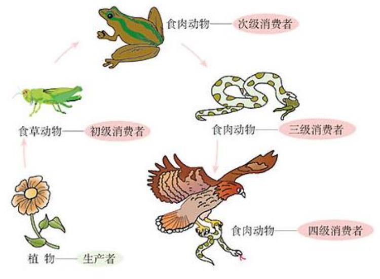 隐翅虫的毒性有多大(隐翅虫的毒性比眼镜蛇还大)