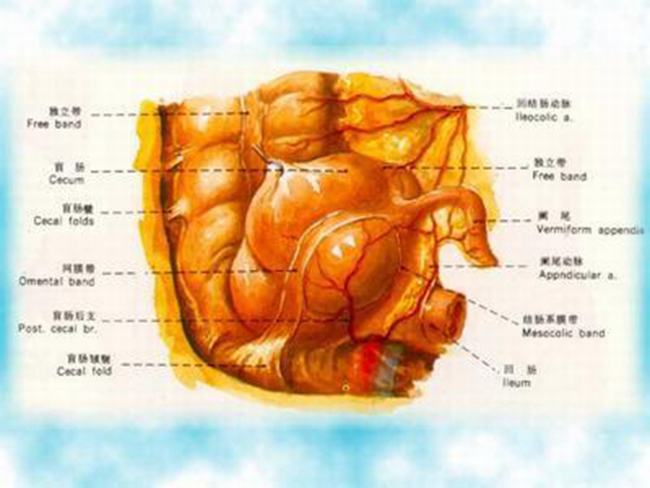 阑尾一定要割掉吗?阑尾切除的坏处