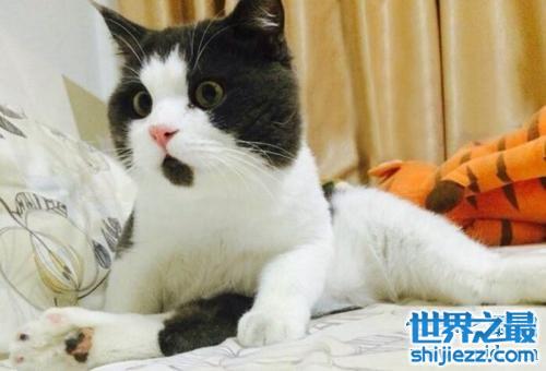 讨人喜爱的惊讶猫，一生中只有一个表情的猫咪。