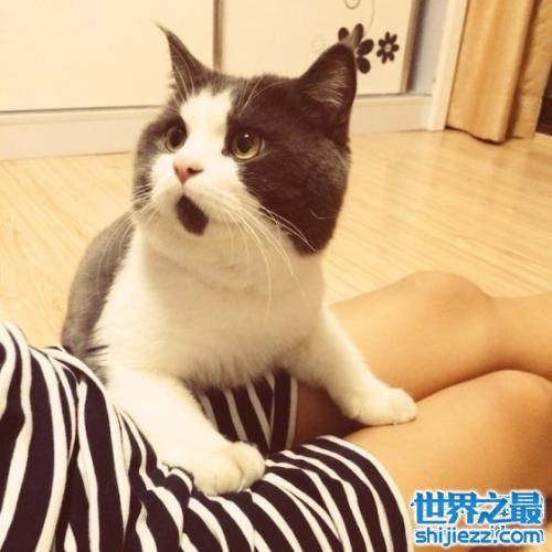 讨人喜爱的惊讶猫，一生中只有一个表情的猫咪。