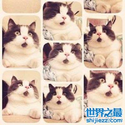 讨人喜爱的惊讶猫，一生中只有一个表情的猫咪。