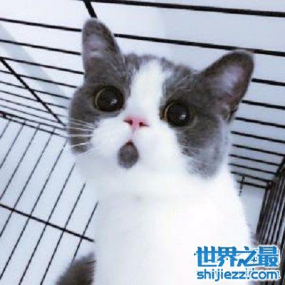 讨人喜爱的惊讶猫，一生中只有一个表情的猫咪。