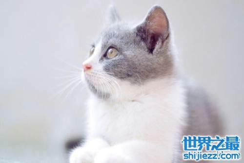 讨人喜爱的惊讶猫，一生中只有一个表情的猫咪。