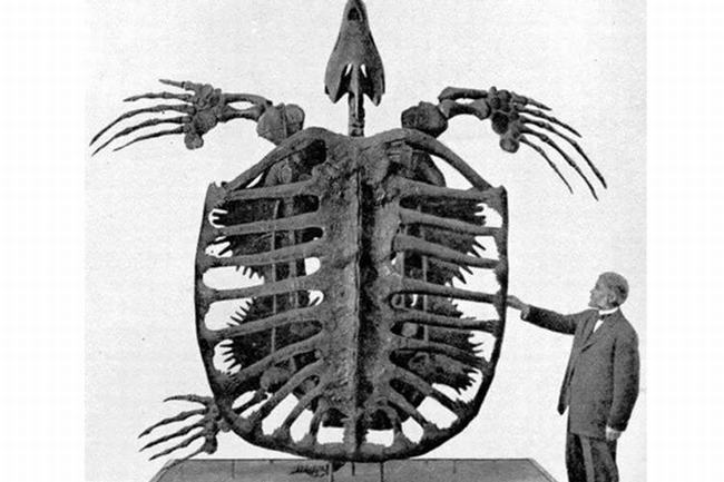 寿命最长的爬行动物：射纹龟，足足活了188岁(1777-1965年)