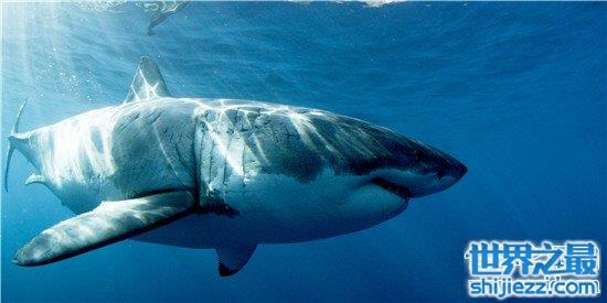 电影里鲨鱼吃人其实都是假的 被袭击时一定要打鼻子