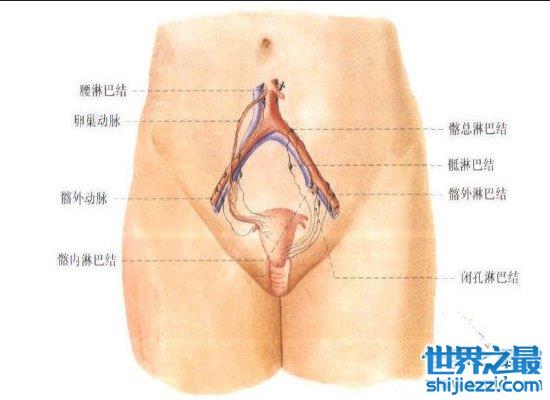 女人生殖器大揭秘，不同种族生殖器竟然不同（最美生殖器标准） ... ...