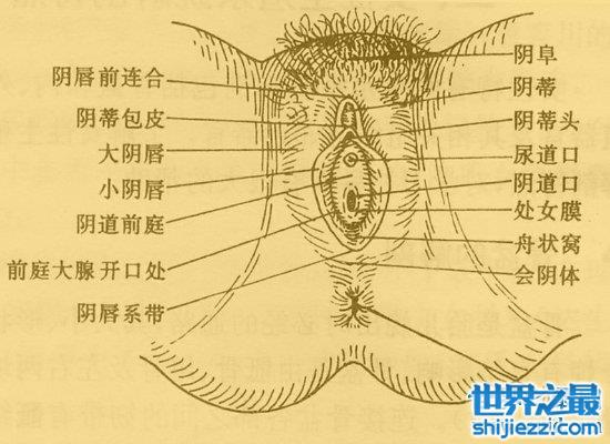 女人生殖器大揭秘，不同种族生殖器竟然不同（最美生殖器标准） ... ...