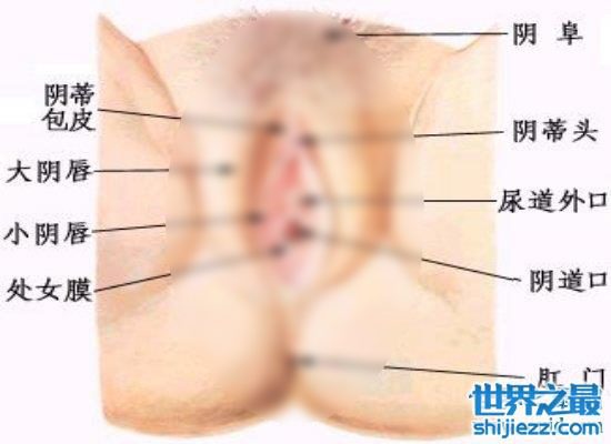 女人生殖器大揭秘，不同种族生殖器竟然不同（最美生殖器标准） ... ...