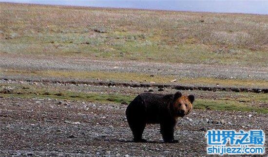 中国四大无人区无人敢去 眼睛上天堂身体下地狱