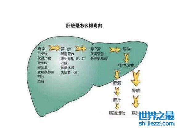 人体最大的解毒器官是什么，通过分泌生物酶解毒