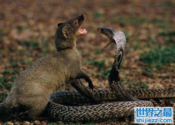 蛇的天敌蛇獴也叫蛇玝，免疫蛇毒能咬死眼镜蛇