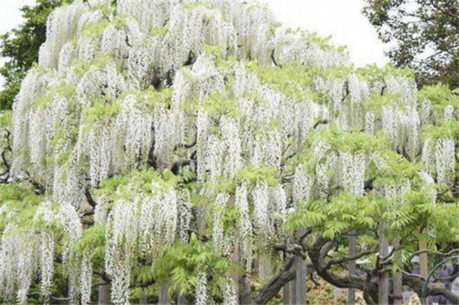 世界上最长的植物是什么 白藤（多生活在热带雨林）