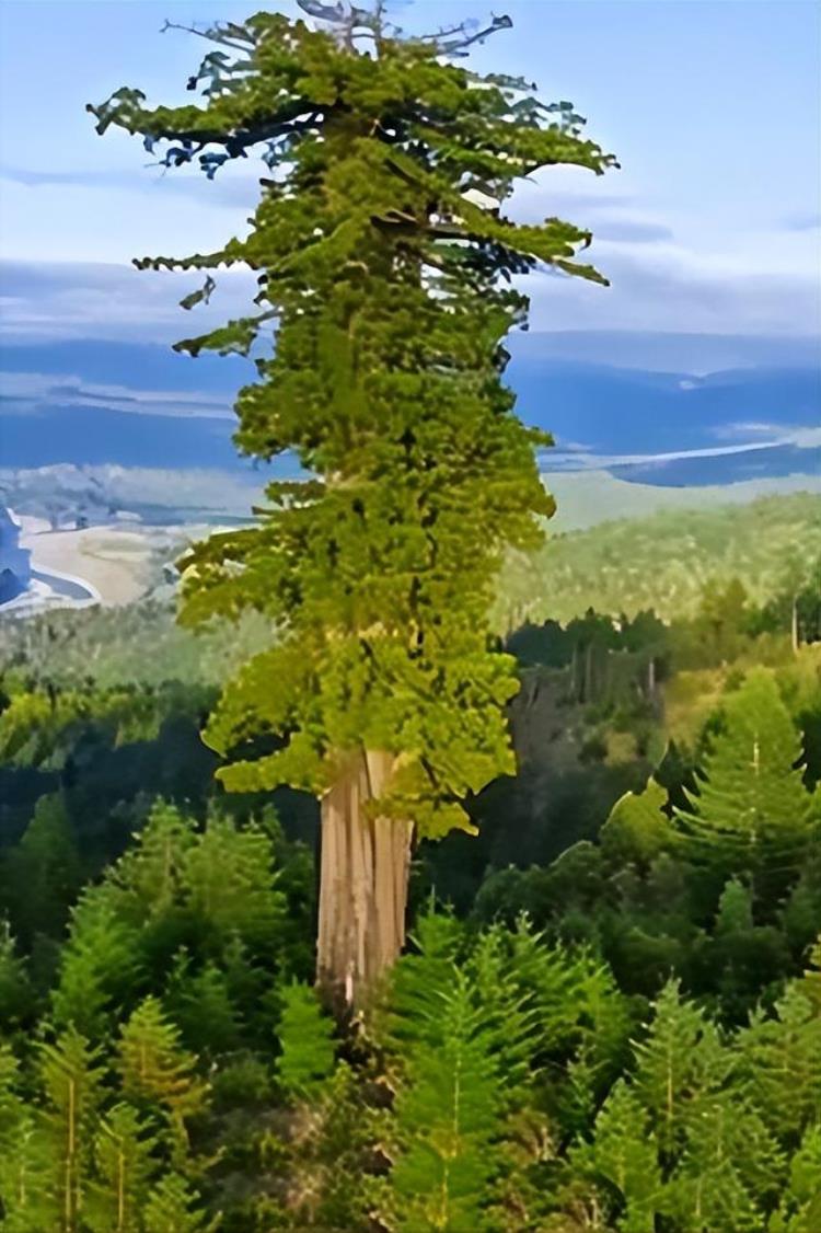 世界上最高的树什么树?,世界上最高大的树叫什么名字