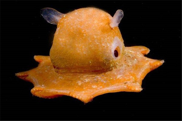 世界上最坚硬的蜗牛 麟角腹足蜗牛（子弹都打不透）