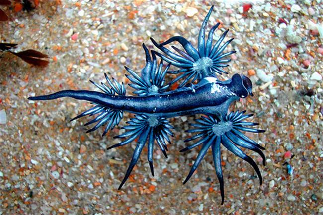 世界上最像外星生物的动物 阿特兰提库斯（蓝色的）