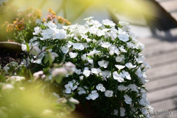 花园里虫子如何消灭,可以杀掉虫子的植物