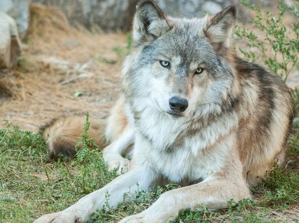 世界上最大的犬科动物 北美灰狼(战斗力强 雪原霸主)