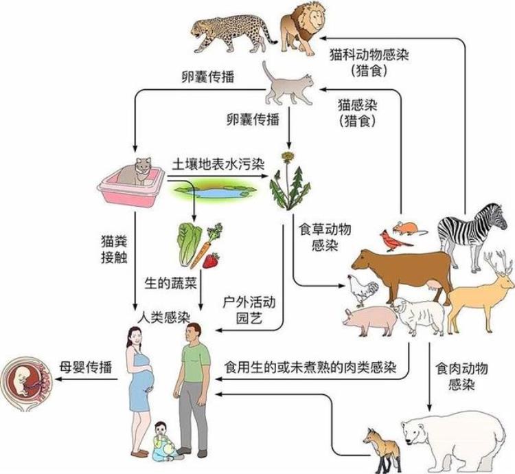 养猫会导致人生病吗,怎样养猫才不会被感染疾病