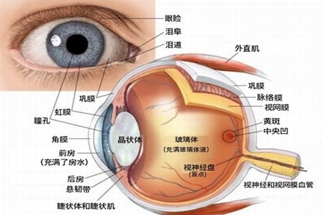 眼晴为什么能看到东西?光线刺激视网膜(80%信息靠视觉)