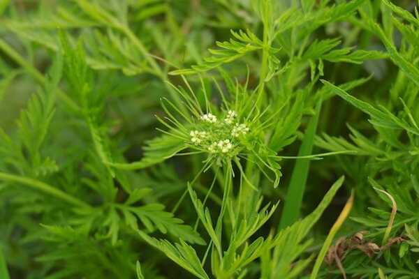 世界十大奇特植物:第一全球仅2千朵 第九受伤会流血