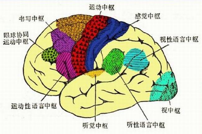 为什么大脑是人体的司令部?大脑是人最发达的思维器官