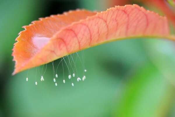 世界上最美丽的花：彩虹玫瑰上榜 第六晶莹剔透似水晶