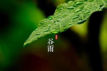 清明的下一个节气是什么?春季的最后一个时节(谷雨)