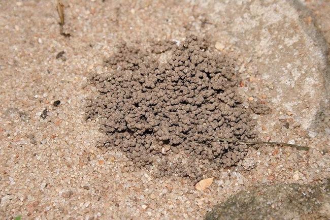 蚯蚓为什么会松土?原来蚯蚓的排泄物有大作用