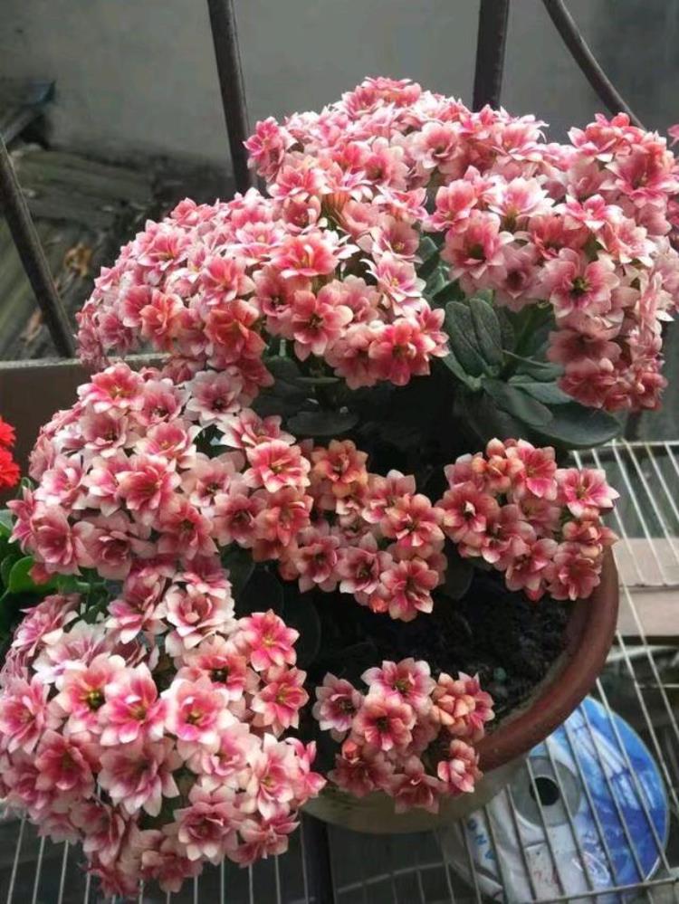 锦缎花咋养,室内花卉盆栽孔雀