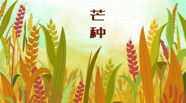 芒种是什么意思?芒种节气如何养生(多吃蔬菜少发火)