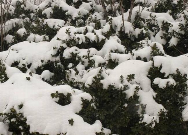 大雪是什么意思?大雪时节如何养生（防寒保暖）