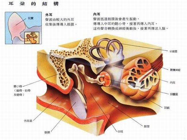 孕妇能吃木瓜吗?孕妇吃木瓜有哪些危害