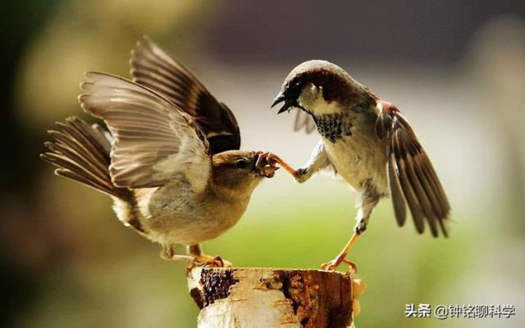 一夫一妻的动物能经受异性的考验出轨或者再婚吗为什么,什么动物是一妻一夫制的