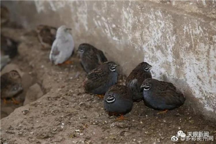 在贵州养鸡能发家致富吗?,全世界最小的鸡幼苗