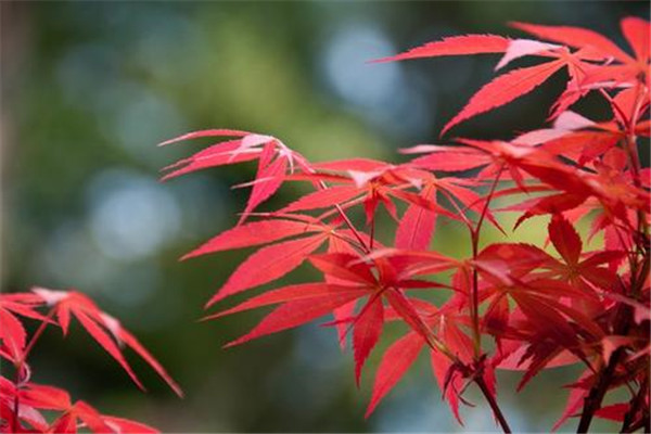 世界上最甜的树是哪个 槭树（北美洲的植物）