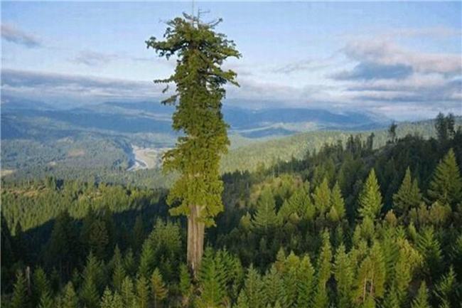 世界上最高的树排行榜 高度超过一百米相当惊人