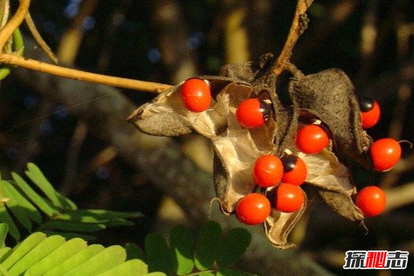 世界上最毒的10种植物，夹竹桃在中国南方随处可见（误食致命）