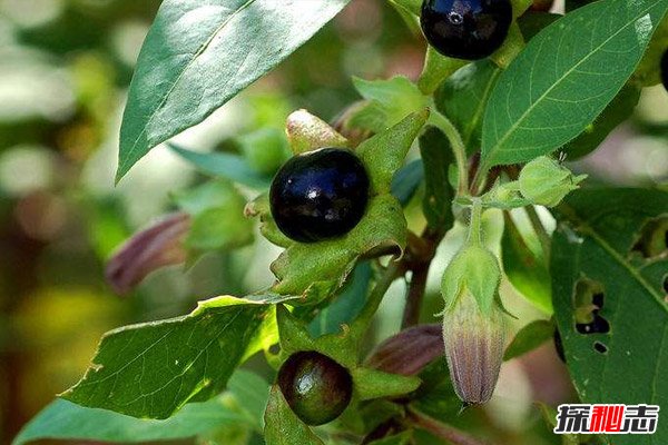 世界上最毒的10种植物，夹竹桃在中国南方随处可见（误食致命）