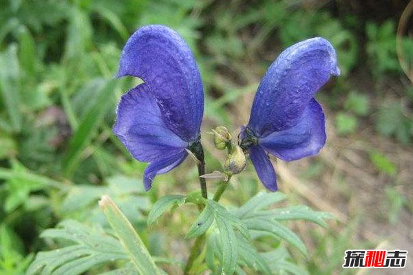 世界上最毒的10种植物，夹竹桃在中国南方随处可见（误食致命）