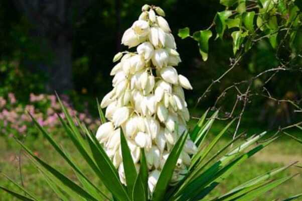 世界上寿命最长的植物:万岁老人，10万岁海草(长8公里)