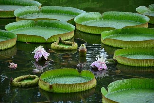 世界上叶子最大的水生植物 王莲（可同时承载几个孩子）