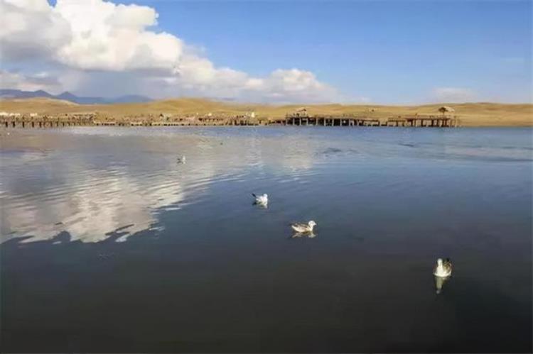 新疆一湖泊惊现水怪,牛羊被拖走,近几年水怪