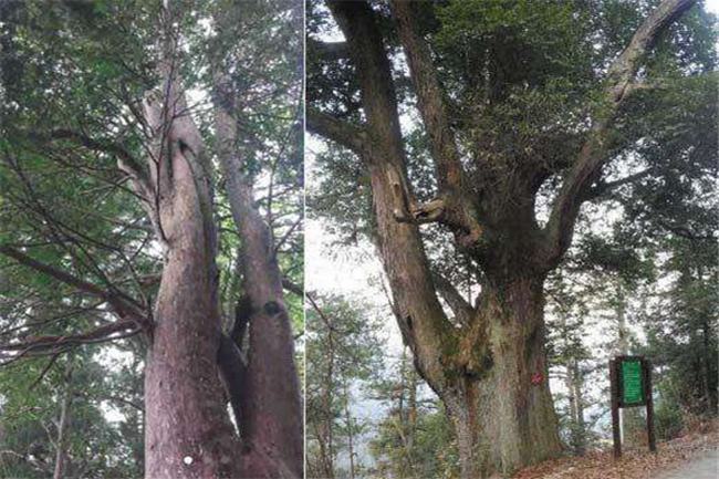 世界上最大的岩浆湖 尼拉贡戈火山（位于非洲东部）