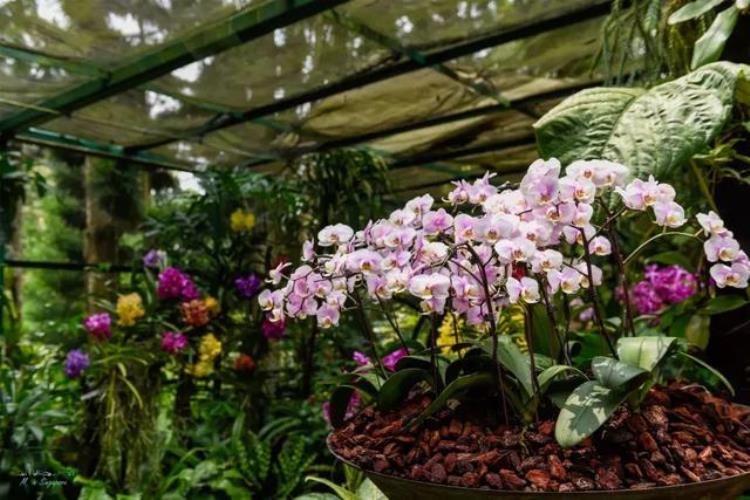 新加坡 兰花,新加坡的国花是什么