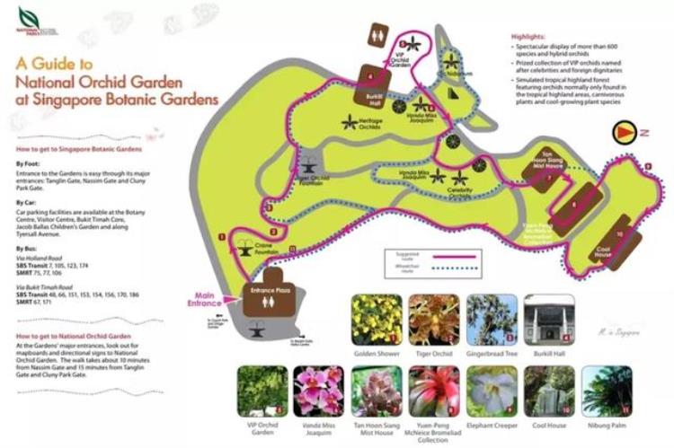 新加坡 兰花,新加坡的国花是什么