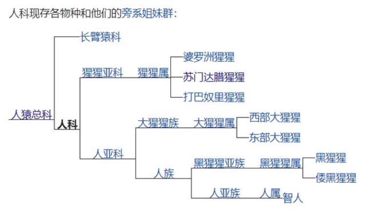 根据达尔文的进化论现在的黑猩猩将来也能演变成人,达尔文进化论发表后的影响