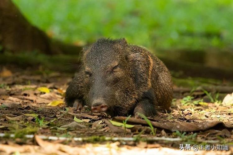 回族为何不吃猪肉?「回族人为什么不吃猪肉」